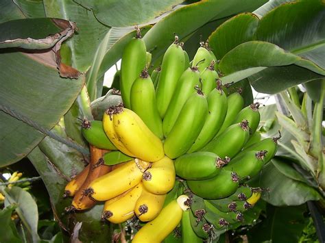 What Is The Original Banana Worldatlas