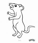 Rat Coloring Pages Rod Rats Cute Cartoon Getcolorings Colouring Kangaroo Click Printable Color Coloringbay Lab sketch template