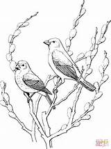 Coloring Pages Cowbirds Two Bird Birds Cowbird Blackline Adult Colouring Drawings Patterns Headed Brown Printable Books Sketch Supercoloring Animal Categories sketch template