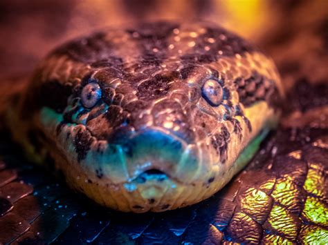giant anaconda snake   fat  swallowing  large animal    stuck   jungle