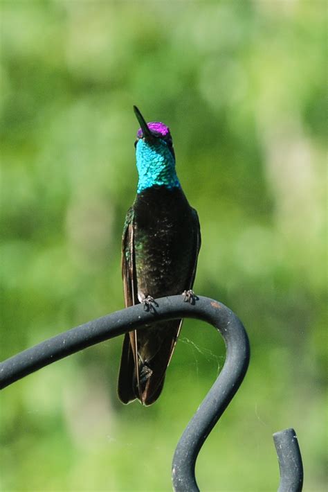 bc rare bird alert magnificent hummingbird north  kamloops july