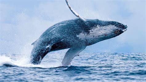 walvis reis madagascar rondreis madagaskar walvis migratie reizen