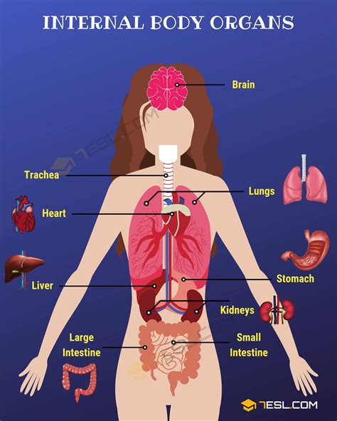 Chart Of Organs In Human Body