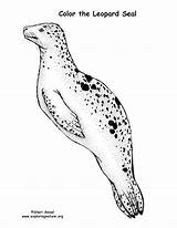 Leopard Seal Coloring Sponsors Wonderful Support Please sketch template