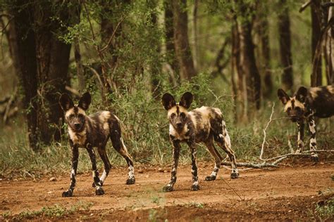 african painted dogs successfully collared  save  species