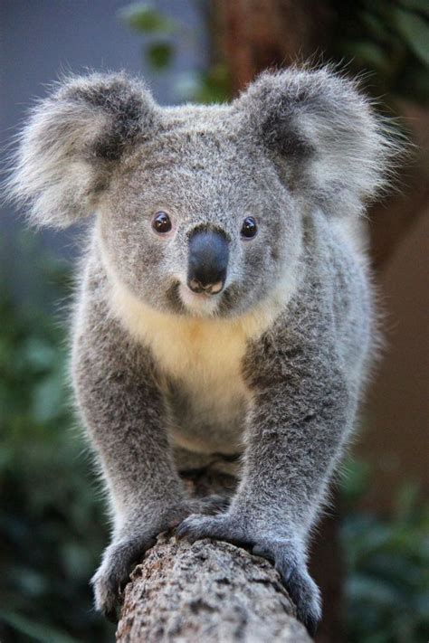 koalas ideas  pinterest baby koala cute koala bear