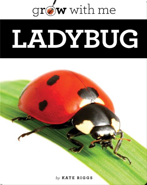 ladybug childrens book  kate riggs discover childrens books