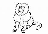 Baboon Coloring Pages Baboons Colouring Animal Templates Cartoon Template Kids Print sketch template