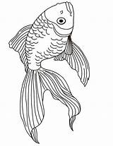 Realistic Goldfish Koi Betta Fishcoloring アクセス Coloringhome sketch template