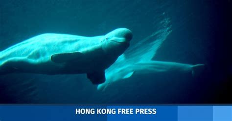 whale and dolphin conservation archives hong kong free press hkfp