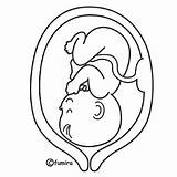 Embarazada Feto Embarazo Maternidad Embrionario Desarrollo Nacimiento Panza Prenatal Etapa Etapas Embarazadas Parto Batas Remeras Buscadas Vientre Barriga Septiembre Taiji sketch template
