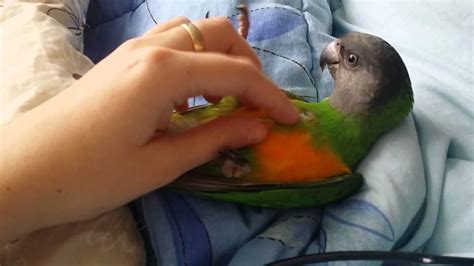 serge  senegal parrot belly rub youtube