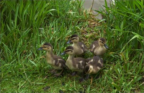 Duckling Group