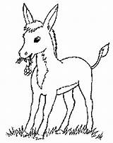 Coloring Pages Donkey Donkeys Animal Farm Adult Kids Colorare Da Clipart Animals Sketches Gif Choose Board sketch template