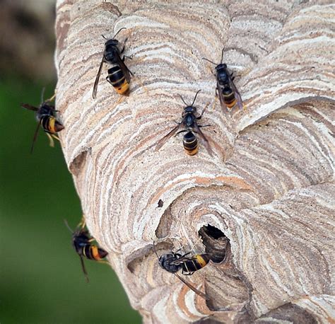 Britain Braced For Killer Asian Hornets As 80 Nests Found In Jersey