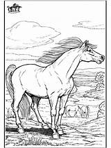 Horse Coloring Pages Wild Fargelegg Horses Hester Funnycoloring Comments Animals Coloringhome Annonse Advertisement Colouring sketch template