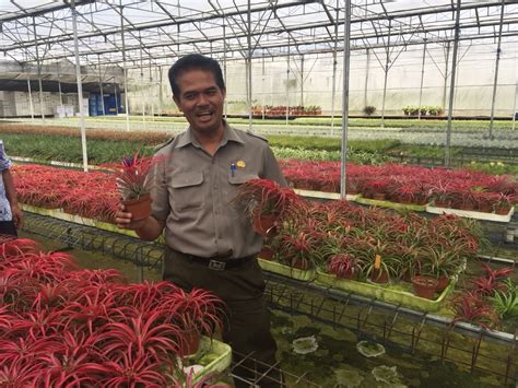 dirjen hortikultura realisasikan izin ekspor tanaman hias