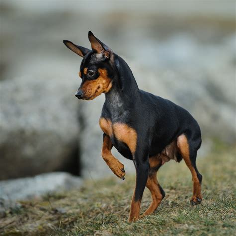 miniature pinscher dog breed history   interesting facts