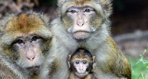 male monkeys social bonds  ease everyday stress science news