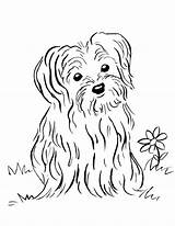 Coloring Pages Puppy Printable Terrier Yorkshire Drawing Print Yorkie Maltese Dog Retriever Getcolorings Lab Yellow Color Puppies Kids Golden Animals sketch template
