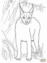 Caracal Coloring Lynx Cat Desert Pages Clipart Wild Printable Webstockreview sketch template