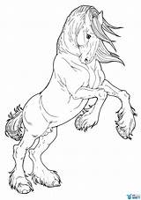 Horse Draft Cob Welsh Kolorowanki Justcoloringbook sketch template