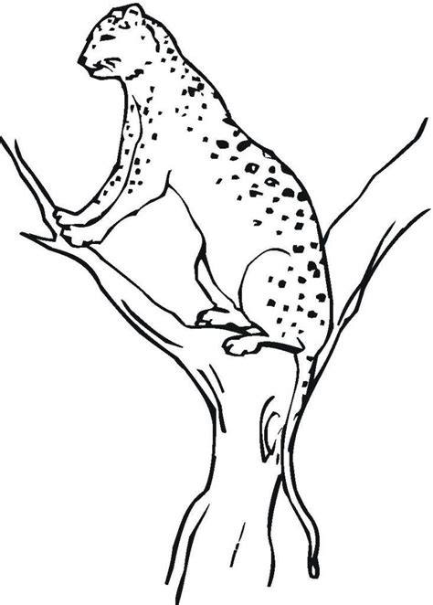 printable cheetah coloring pages  kids animal coloring pages