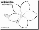 Nicaragua Flor Frangipani Sheets sketch template