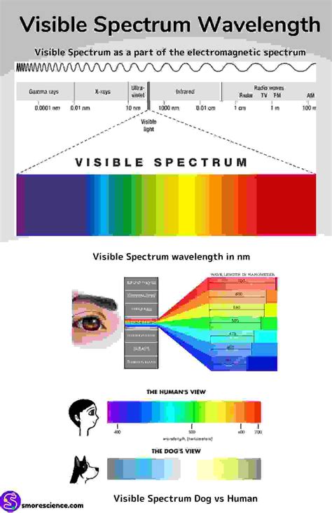 visible light spectrum wavelengths poster   smore science