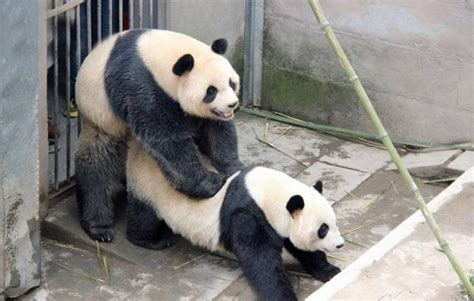 A Panda Sex God Called Lu Lu Just Smashed His Species Lovemaking