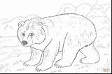 Bear Brown Coloring Pages Do Good Getcolorings Getdrawings Color Young Colorings sketch template