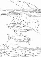 Zeedieren Kleurplaat Kleurplaten Malvorlagen Haai Mewarnai Hewan Laut Binatang Meerestier Bergerak Animierte Animaatjes Malvorlage Hai Tiere Marini Kleuren Haie Kleurplatenwereld sketch template