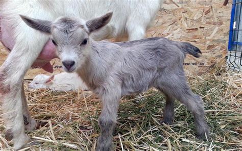 baby goat wallpapers top baby goat