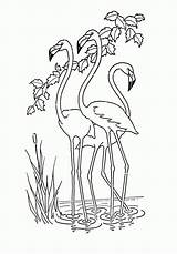 Coloring Flamingo Pages Birthday Popular Printable sketch template