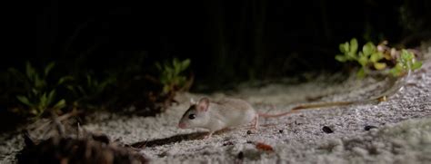 beach mice provide big benefit   national seashore gulf islands