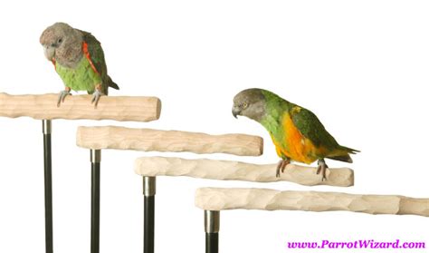 trained parrot blog   teach  parrot  fly    command