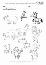 Jungle Animals Worksheet Color Worksheets Activity Sheet Pre Coloring Find Pages English Junior sketch template