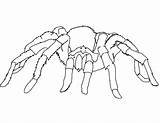 Spider Coloring Pages Widow Printable Kids sketch template