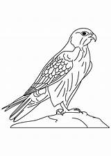 Falcon Coloring Bird Pages Wild Peregrine Netart Getcolorings Printable sketch template