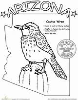 Arizona State Bird Worksheets Coloring Birds Kids Worksheet Sheets Learn States Cactus Printable Pages Found Sheet Geography History Education Az sketch template