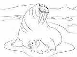 Walrus Coloring Baby Cute Pages Drawing Printable Animals Para Morsa Animal Imprimir Colorear Dibujos Dibujo Categories Games sketch template
