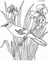 Mockingbird Coloring Pages Mississippi Getcolorings Getdrawings sketch template