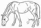 Horse Coloring Pages Breyer Horses Kids Pinto Color Printable Drawing Getcolorings Library Clipart Wallpapers Line Gif Getdrawings Popular sketch template