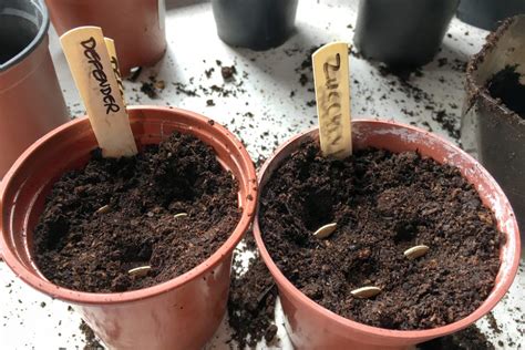 zucchini seedlings tips  grow