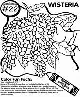 Coloring Crayola Wisteria sketch template