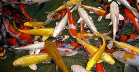 carpes koi  poissons dornement pisciculture de villette