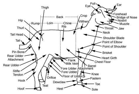 goat body parts