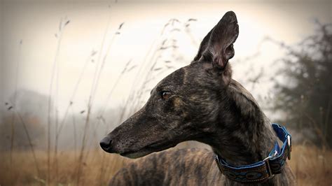 greyhound full hd wallpaper and background image