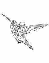 Kolibri Ausmalbilder Hummingbird Ausmalbild Kategorien Hovering sketch template