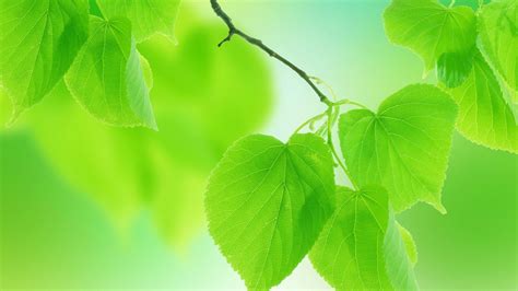 leaves green nature  background hd desktop wallpaper widescreen high definition fullscreen